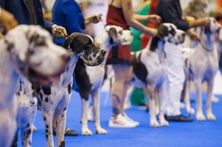 Plus de 21'500 chiens de race ont été présentés lors du World Dog Show 2023 qui a été organisé pour la première fois en Suisse.